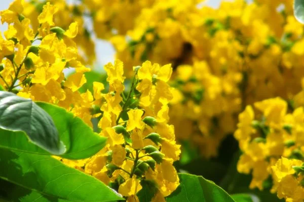 ต้นประดู่บ้าน (Pterocarpus indicus Willd)
