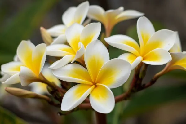 ต้นไม้ตกแต่งบ้าน ต้นลีลาวดี (Frangipani)