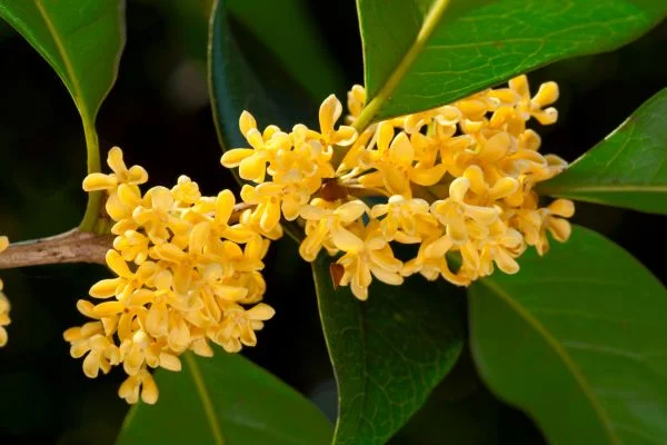ต้นหอมหมื่นลี้ (Sweet Olive,Sweet osmanthus)