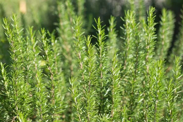 ต้นไม้ตกแต่งบ้าน ต้นโรสแมรี่ (Rosemary)