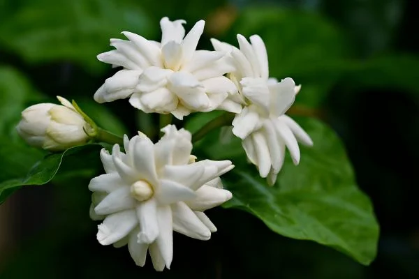ต้นไม้ตกแต่งบ้าน มะลิ (Jasmine)